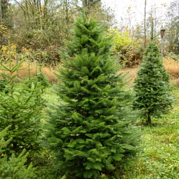 Brad grandis (Abies grandis) la ghiveci C1