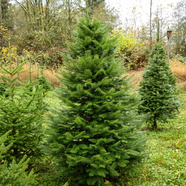 Brad grandis (Abies grandis) la ghiveci C1