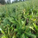 Brad grandis (Abies grandis) la ghiveci C1