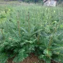 Brad grandis (Abies grandis) la ghiveci C1