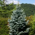 Brad lasiocarpa (Abies lasiocarpa arizonica) la ghiveci P6