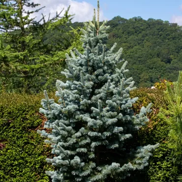 Brad lasiocarpa (Abies lasiocarpa arizonica) la ghiveci P6