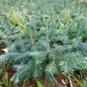 Brad lasiocarpa (Abies lasiocarpa arizonica) la ghiveci P6