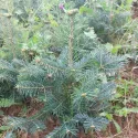 Brad lasiocarpa (Abies lasiocarpa arizonica) la ghiveci P6