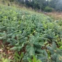 Brad lasiocarpa (Abies lasiocarpa arizonica) la ghiveci P6