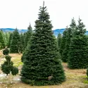 Brad nordmanniana (Abies nordmanniana) la ghiveci P6