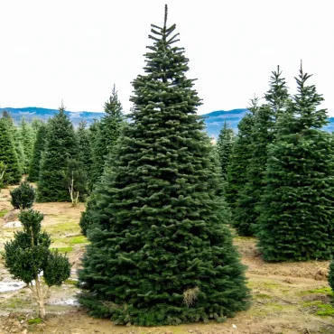 Brad nordmanniana (Abies nordmanniana) la ghiveci P6
