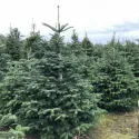 Brad nordmanniana (Abies nordmanniana) la ghiveci P6