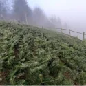 Brad nordmanniana (Abies nordmanniana) la ghiveci P6