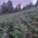 Brad nordmanniana (Abies nordmanniana) la ghiveci P6