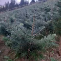 Brad nordmanniana (Abies nordmanniana) la ghiveci P6