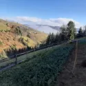 Brad nordmanniana (Abies nordmanniana) la ghiveci P6