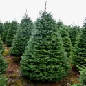 Brad procera (Abies procera) la ghiveci C1