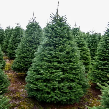 Brad procera (Abies procera) la ghiveci C1