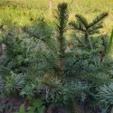 Brad procera (Abies procera) la ghiveci C1