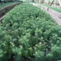 Brad procera (Abies procera) la ghiveci C1