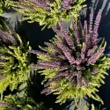 Calluna vulgaris Color Crown (Iarbă-neagră) la ghiveci P12