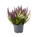 Calluna vulgaris Color Crown (Iarbă-neagră) la ghiveci P12