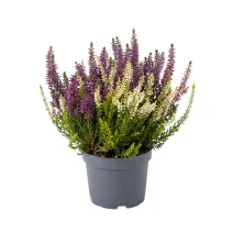Calluna vulgaris Color Crown (Iarbă-neagră) la ghiveci P12