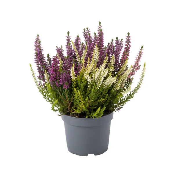 Calluna vulgaris Color Crown (Iarbă-neagră) la ghiveci P12