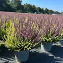 Calluna vulgaris Color Crown (Iarbă-neagră) la ghiveci P12