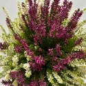 Calluna vulgaris Color Crown (Iarbă-neagră) la ghiveci P12