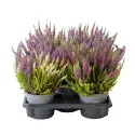 Calluna vulgaris Color Crown (Iarbă-neagră) la ghiveci P12