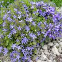 Clopoțel (Campanula) Garganica