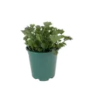 Clopoțel (Campanula) Garganica