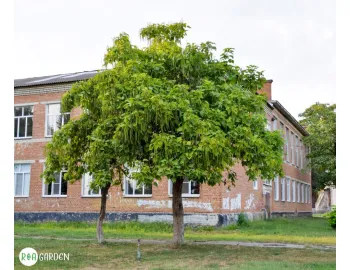 Catalpa: plantare, îngrijire și tăiere