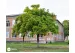 Catalpa: plantare, îngrijire și tăier...
