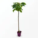 Catalpa Bignonioides 150 cm la ghiveci 6L