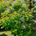 Catalpa Bignonioides 150 cm la ghiveci 6L