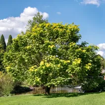 Catalpa Bignonioides 150 cm la ghiveci 6L