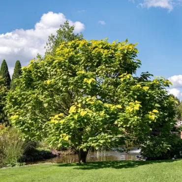 Catalpa Bignonioides 150 cm la ghiveci 6L