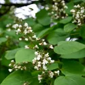 Catalpa Bignonioides 150 cm la ghiveci 6L