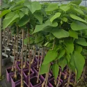 Catalpa Bignonioides 150 cm la ghiveci 6L