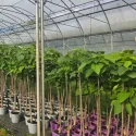Catalpa Bignonioides 150 cm la ghiveci 6L