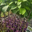 Catalpa Bignonioides 150 cm la ghiveci 6L