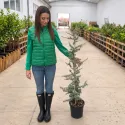 Cedru albastru plângător (Cedrus atlantica glauca pendula), ghiveci 5L, H 130-150 cm