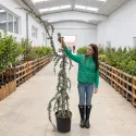 Cedru albastru plângător (Cedrus atlantica glauca pendula), ghiveci 20L, H 180-200 cm