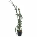 Cedru albastru plângător (Cedrus atlantica glauca pendula), ghiveci 20L, H 180-200 cm