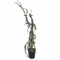 Cedru albastru plângător (Cedrus atlantica glauca pendula), ghiveci 20L, H 180-200 cm
