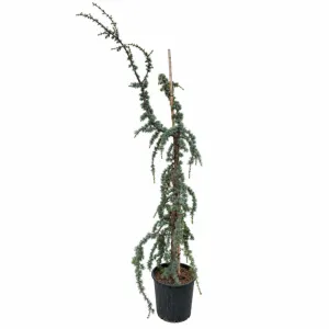 Cedru albastru plângător (Cedrus atlantica glauca pendula), ghiveci 20L, H 180-200 cm