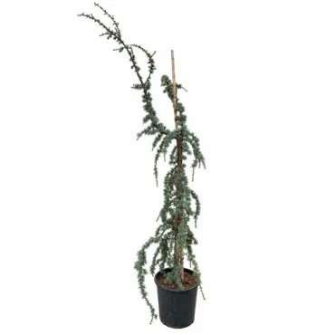 Cedru albastru plângător (Cedrus atlantica glauca pendula), ghiveci 20L, H 180-200 cm