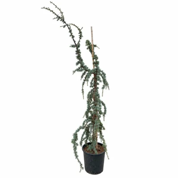 Cedru albastru plângător (Cedrus atlantica glauca pendula), ghiveci 20L, H 180-200 cm
