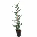 Cedru albastru plângător (Cedrus atlantica glauca pendula), ghiveci 5L, H 130-150 cm