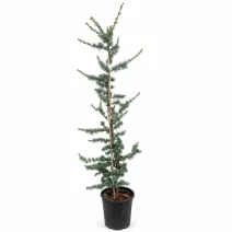 Cedru albastru plângător (Cedrus atlantica glauca pendula), ghiveci 5L, H 130-150 cm