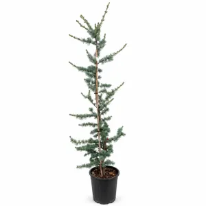 Cedru albastru plângător (Cedrus atlantica glauca pendula), ghiveci 5L, H 130-150 cm