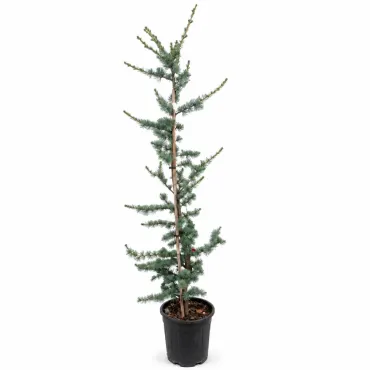 Cedru albastru plângător (Cedrus atlantica glauca pendula), ghiveci 5L, H 130-150 cm